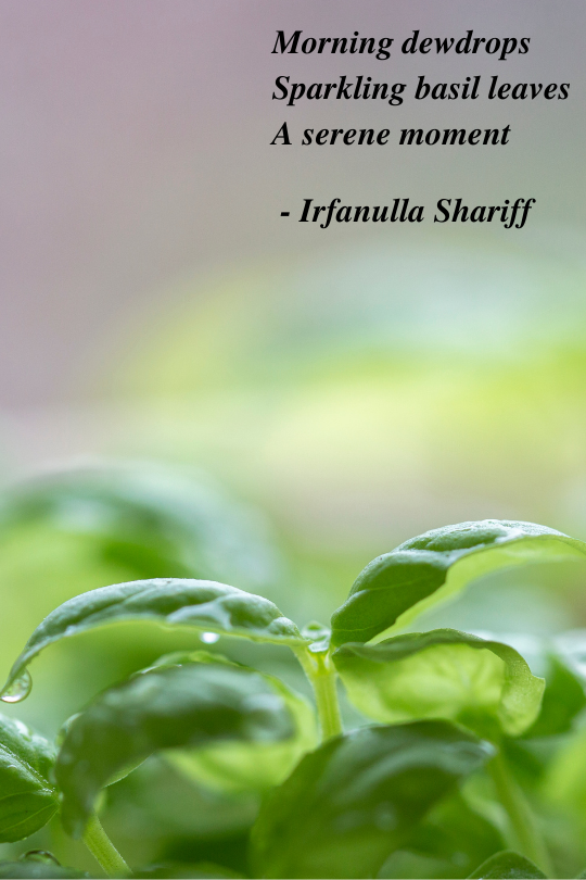 IrfanullaPoet's tweet photo. Morning dewdrops
Sparkling basil leaves
A serene moment
#haiku #haikuchallenge #micropoetry https://t.co/Shg92daBS2