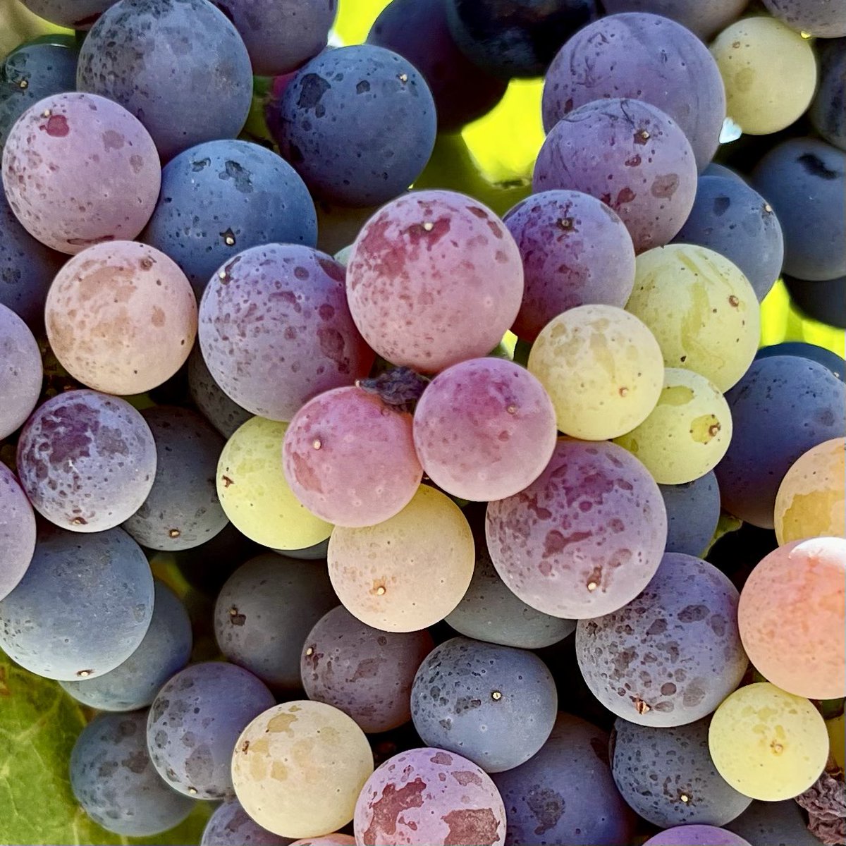 Grenache close-up. The most beautiful grape in every season.