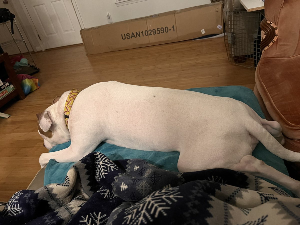 adarbe3's tweet photo. When you play too hard and now are complete exhausted #playtime #buster #PITBULL #DogsOnTwitter https://t.co/P4Eldqfhlu