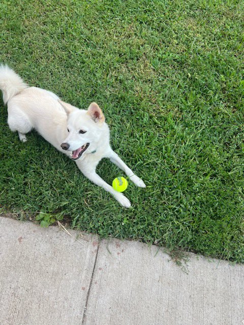 heyheyzelda's tweet photo. As some of y’all know ghost is crazy af but he has been thriving in his own yard 🥹❤️ https://t.co/wVSiZOLL6O