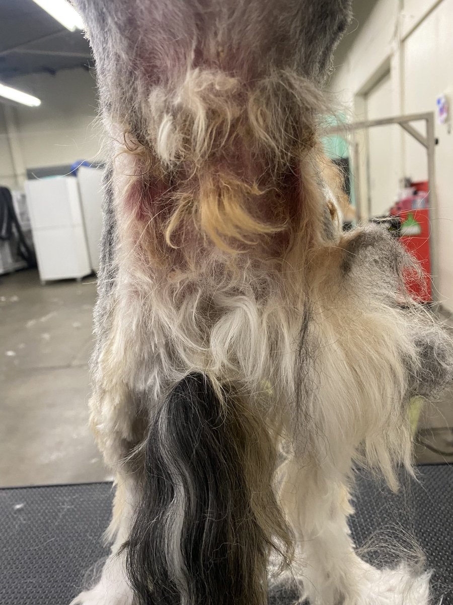 serenaparson's tweet photo. @TG22110 As a dog groomer the amount of people saying this is abuse is laughable. This dog is obviously well taken care of otherwise the groomer wouldn’t have been able to complete this process. I see real abuse on a daily basis and that’s not it. These are all different dogs for example. https://t.co/qIyssDgIXp