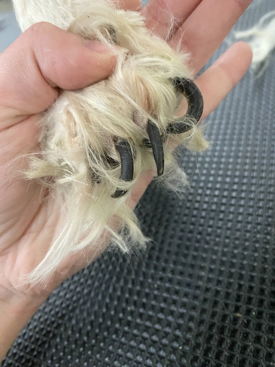 serenaparson's tweet photo. @TG22110 As a dog groomer the amount of people saying this is abuse is laughable. This dog is obviously well taken care of otherwise the groomer wouldn’t have been able to complete this process. I see real abuse on a daily basis and that’s not it. These are all different dogs for example. https://t.co/qIyssDgIXp