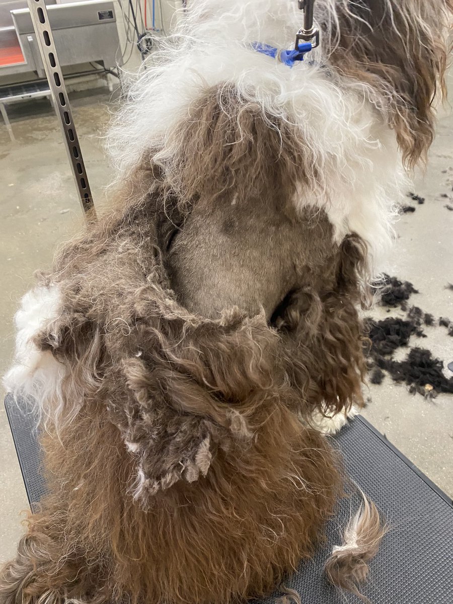serenaparson's tweet photo. @TG22110 As a dog groomer the amount of people saying this is abuse is laughable. This dog is obviously well taken care of otherwise the groomer wouldn’t have been able to complete this process. I see real abuse on a daily basis and that’s not it. These are all different dogs for example. https://t.co/qIyssDgIXp