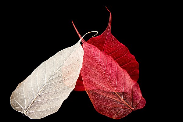 chezeury's tweet photo. New artwork for sale! - "Acceptance" - https://t.co/nVjDgFtKH1 @fineartamerica https://t.co/qPBaPR5otH