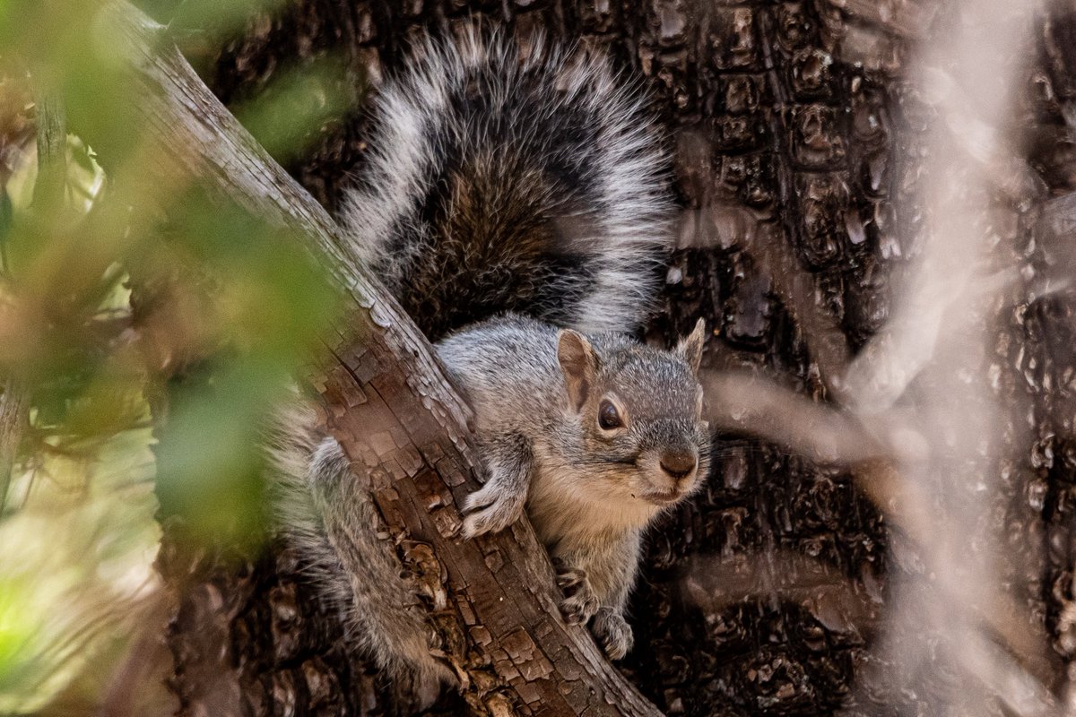 Dr_Brian_Pet's tweet photo. @Rihilism @Dan_Kinghorn77 @Morales4SDMayor @LindiaL @NeesiefromCA @AzCatz4Life @_gleng_ @KarinaBee @AlexisSrsa @xobreex3 @Harmklaasdevri2 @ThePhotoHour @StormHour This squirrel, at #MillerCanyon, #Hereford, #rural #Arizona, knows nothing of #peanutbutter, but would like to try some, if you would just leave some over there, and then you just quietly leave https://t.co/A2PTjjuWym