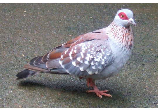 GoodPigeonBot's tweet photo. beautiful pigeon 8/10 https://t.co/VozftBwqvP