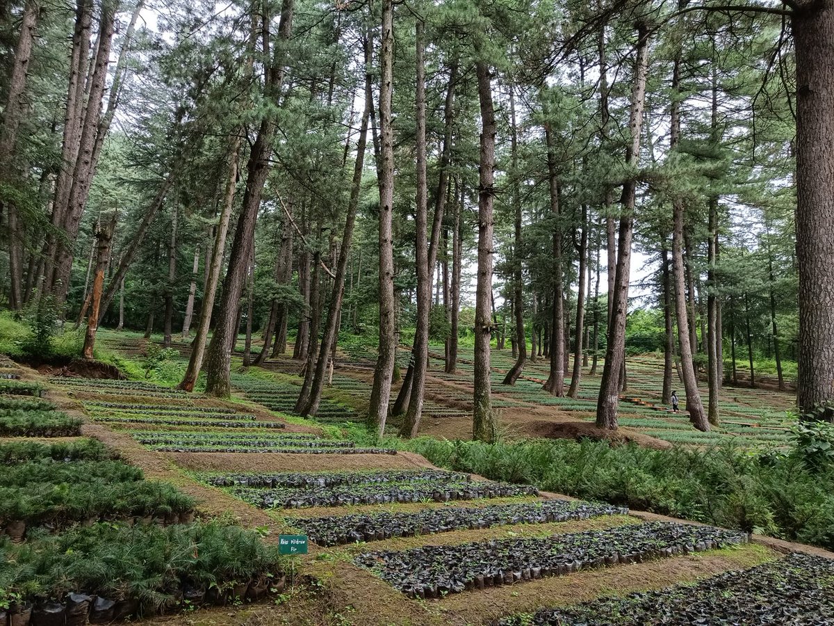 RajnishKSingh5's tweet photo. Perhaps the best forest nursery I have ever visited across India ! Nagdandi Nursary,Achabal . #jkforest #moefcc https://t.co/HU2WpxcGZh
