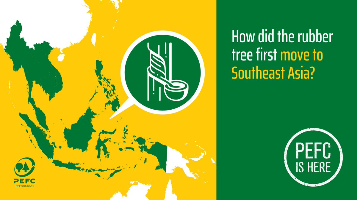 PEFCapac's tweet photo. The rubber tree came to Southeast Asia from Brazil, with seeds shipped to London in 1876. The seeds were then spread to Malaysia, Singapore, and Indonesia. Today, #PEFCisHere to help smallholders unlock market access for their sustainable rubber and protect forests too. https://t.co/XRWBCL9kVZ