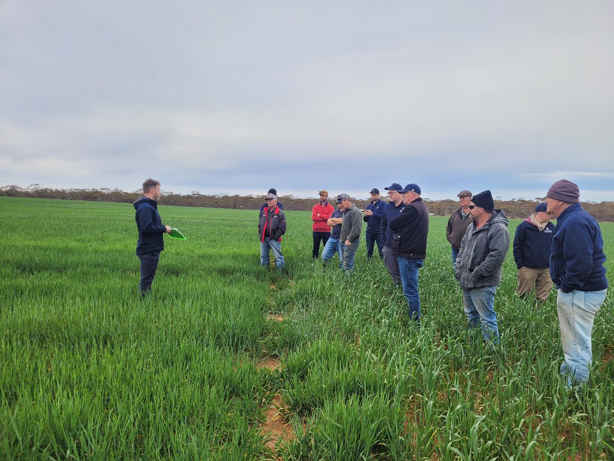The #LowbankAgBureau spring crop walk is well underway with attendees visiting Brenton Kroehn’s property, listening to Brad Koster from <a href="/agtbreeding/">AGT</a> talking about the national variety trial. <a href="/GrainGrowersLtd/">GrainGrowers</a> <a href="/CentreState/">Centre State Exports</a> <a href="/AWBAustralia/">AWB</a> @FBNFarmersAUS <a href="/theGRDC/">GRDC</a>