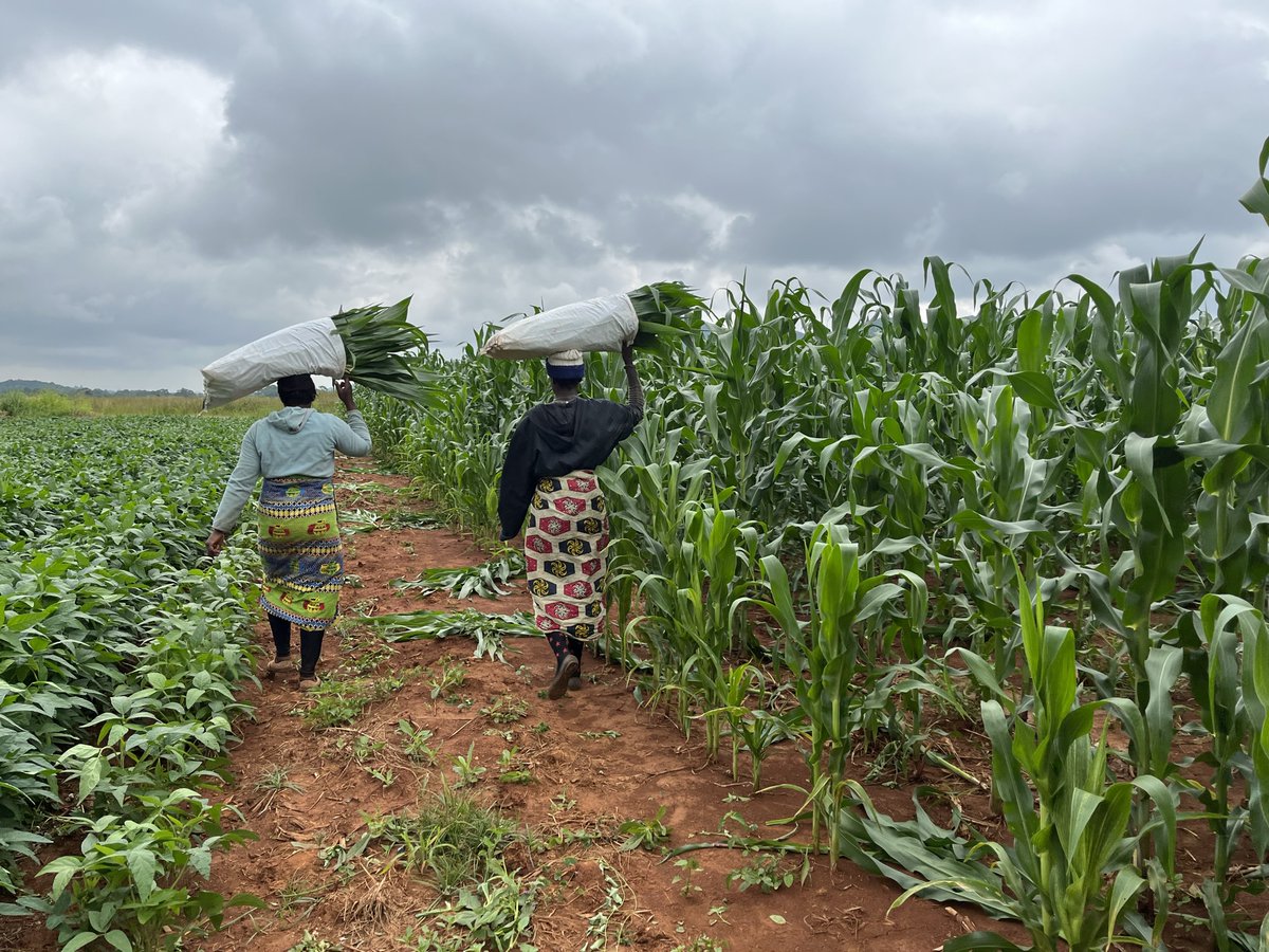 Looking for an example of the impact of a single gene in the field? 

Our <a href="/CommsBio/">Communications Biology</a> paper is the first example of a gene conferring a yield increase of 200 kg ha-1 in maize under low-input smallholder farmer conditions in Africa across hybrid backgrounds

bitly.ws/sYw9