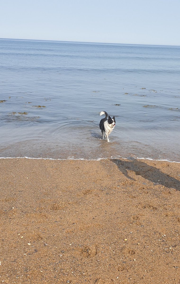 bella_collie's tweet photo. Just reminiscing about the beach when it was sunny...now its raining and there are flood warnings, we may not make it home...what a shame that would be #dogsoftwitter #dogsarefamily #bordercollie #Cornwall https://t.co/OCc5yvQ2Mg