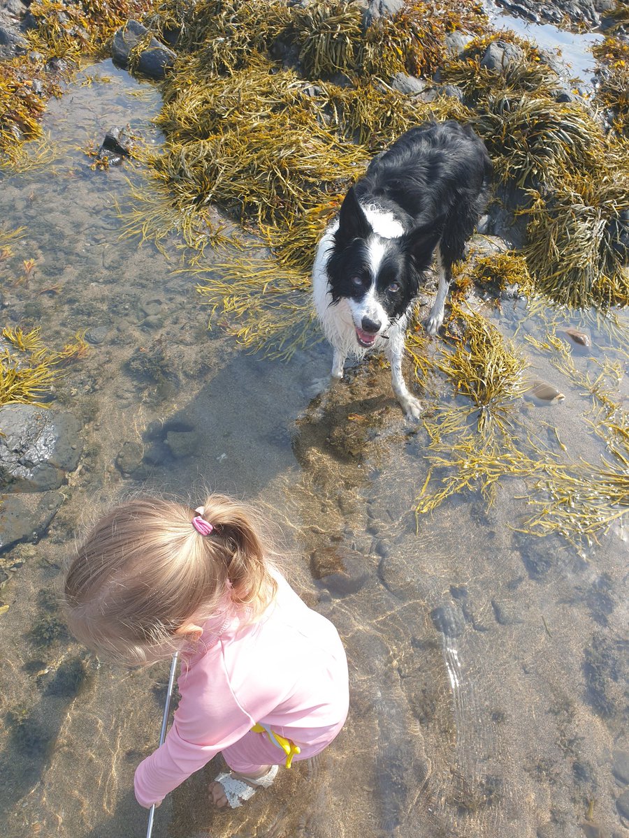 bella_collie's tweet photo. Just reminiscing about the beach when it was sunny...now its raining and there are flood warnings, we may not make it home...what a shame that would be #dogsoftwitter #dogsarefamily #bordercollie #Cornwall https://t.co/OCc5yvQ2Mg