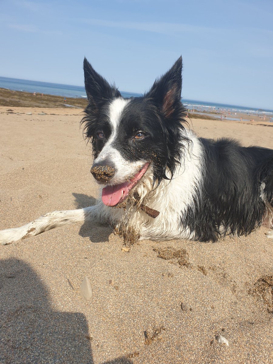 bella_collie's tweet photo. Just reminiscing about the beach when it was sunny...now its raining and there are flood warnings, we may not make it home...what a shame that would be #dogsoftwitter #dogsarefamily #bordercollie #Cornwall https://t.co/OCc5yvQ2Mg