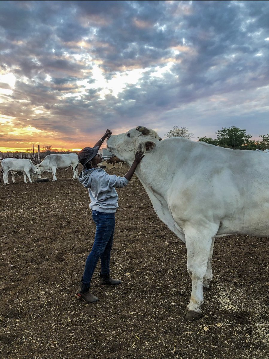 p_dusabimana's tweet photo. Good morning livestock farmers!
@IpelengKwadi
For the #PhotographyWeek https://t.co/TIoXmYhIWi