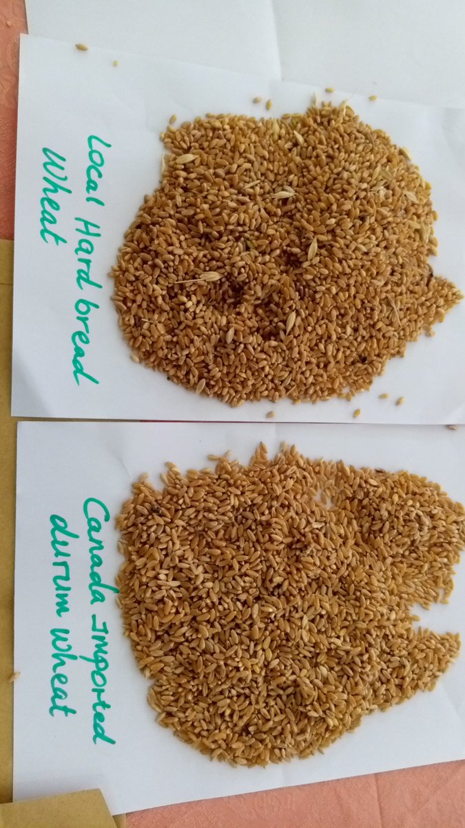 konyangokev's tweet photo. #LINKTRAINING in Bishoftu, Ethiopia. Wheat varieties on display
@CGKChege @BiovIntCIAT_eng @mtilahun279 @markincolombia @IamVictorMugo https://t.co/zNNj14DSnm
