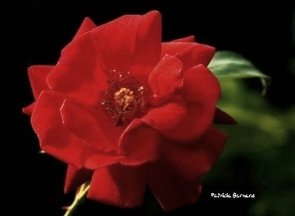 Hi everyone, a shot of the beautiful, 'Dance du Feu' for #rosewednesday brilliant red, repeat flowering climbing rose, doesn't mind a bit of shade...⚘️ #Flowers #nature #flowerphotography #gardening #roses #GardeningTwitter