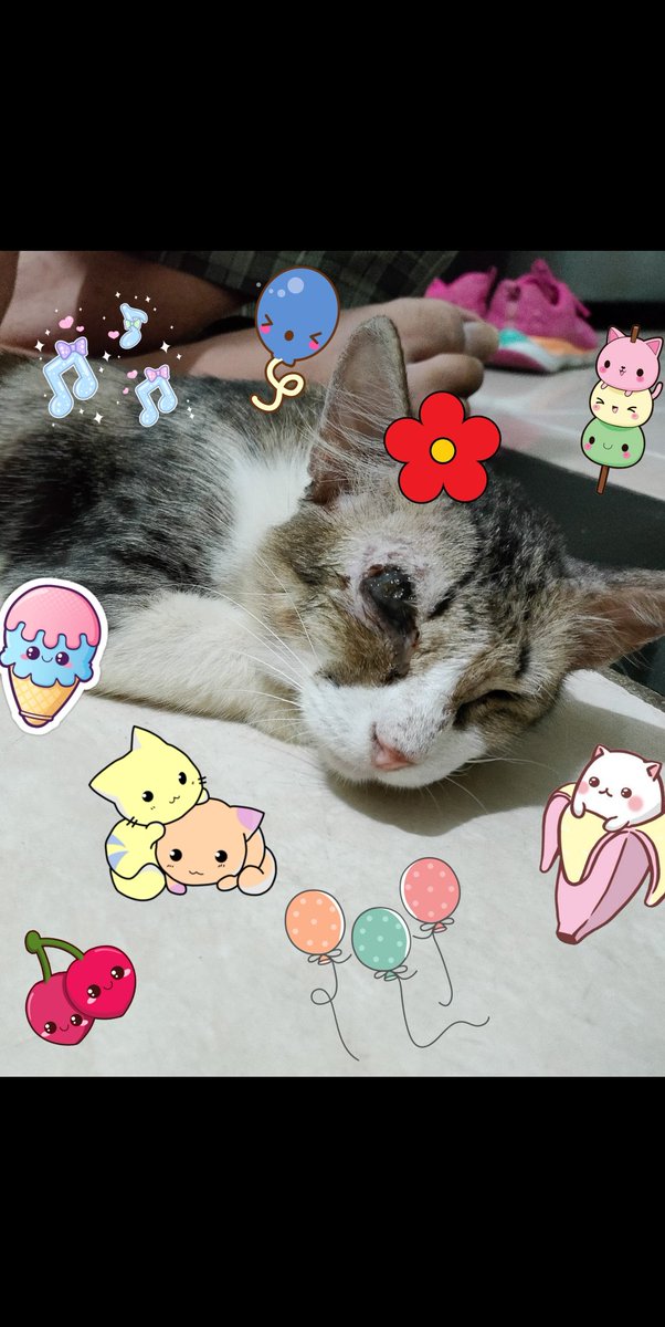 aho_Kitsune's tweet photo. TW: disturbing pict
WTS tokyo revengers
bantu RTs 🙏

aku baru rescue meng, dah dibawa ke vet dan dikasih obat tapi bola matanya pecah jadi kudu operasi dan biayanya lumayan wow 😭. 
disini aku jual2in koleksiku, bisa sopii. 
bila berkenan dibantu beli ya biar mengnya sehat 🥹
C- https://t.co/rVaoFeuSAj