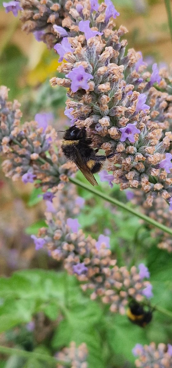I've been so worried bees have been passing away in my lavender - turns out they're sleeping!!! Phew!!!! There are currently 5 having a nap #amazingnature #lifeofbees