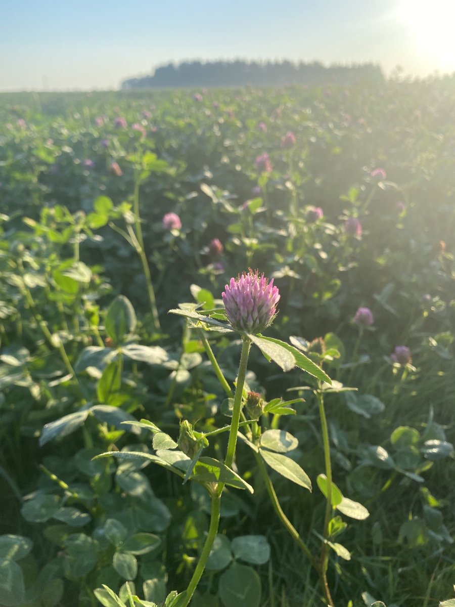 FocusAgrarLenz's tweet photo. Wenn genügend #Wasser da ist (relativ) macht auch der #Rotklee noch etwas her.
Tatort: #Ostfriesland

#Landwirtschaft
#Ernährung https://t.co/s22TyYoZM0