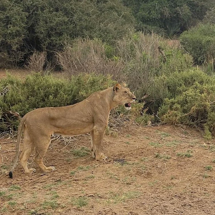 Touristline's tweet photo. Take a safari to the beauty of the wilderness! Bookings ongoing!
https://t.co/PU4Oq1Y2It

#safarikenya #wildebeestmigration #bigfive #tembeakenya🇰🇪 #magicalkenya https://t.co/nciGeW1QYq