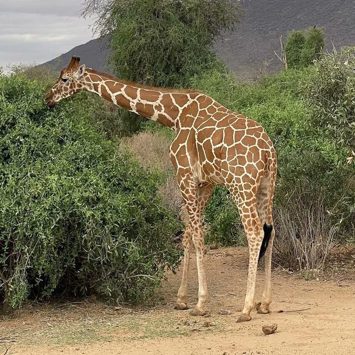 Touristline's tweet photo. Take a safari to the beauty of the wilderness! Bookings ongoing!
https://t.co/PU4Oq1Y2It

#safarikenya #wildebeestmigration #bigfive #tembeakenya🇰🇪 #magicalkenya https://t.co/nciGeW1QYq