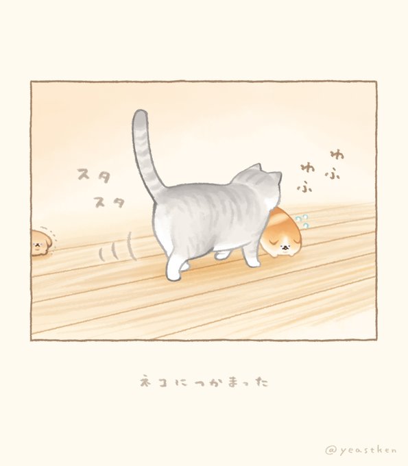 🐈 