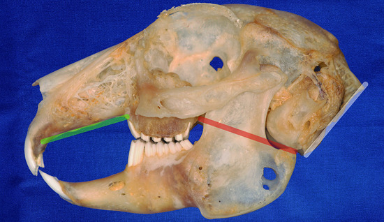 Vetsci_MDPI's tweet image. 👏#SkullShape #Diversity in Pet #Rabbits and the Applicability of #Anatomical Reference Lines for Objective Interpretation of #DentalDisease

🎓by Christine Böhmer and Estella Böhmer from @Le_Museum and @LMU_Muenchen 

👉mdpi.com/2306-7381/7/4/…
#Lagomorpha #pathology #teeth