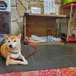 ツイートに含まれる画像