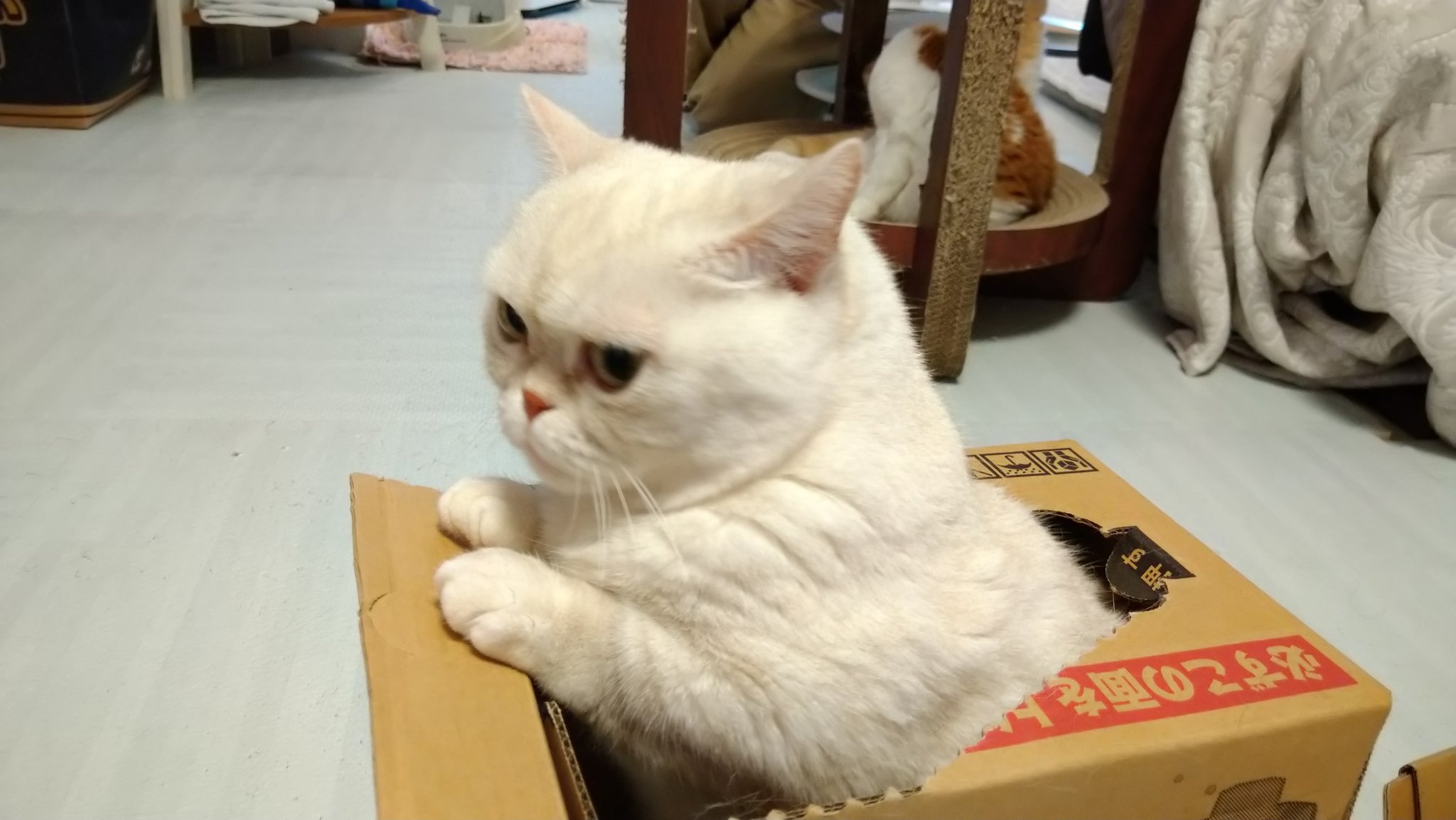 ねこカフェmimi Verisa3773tida Twitter