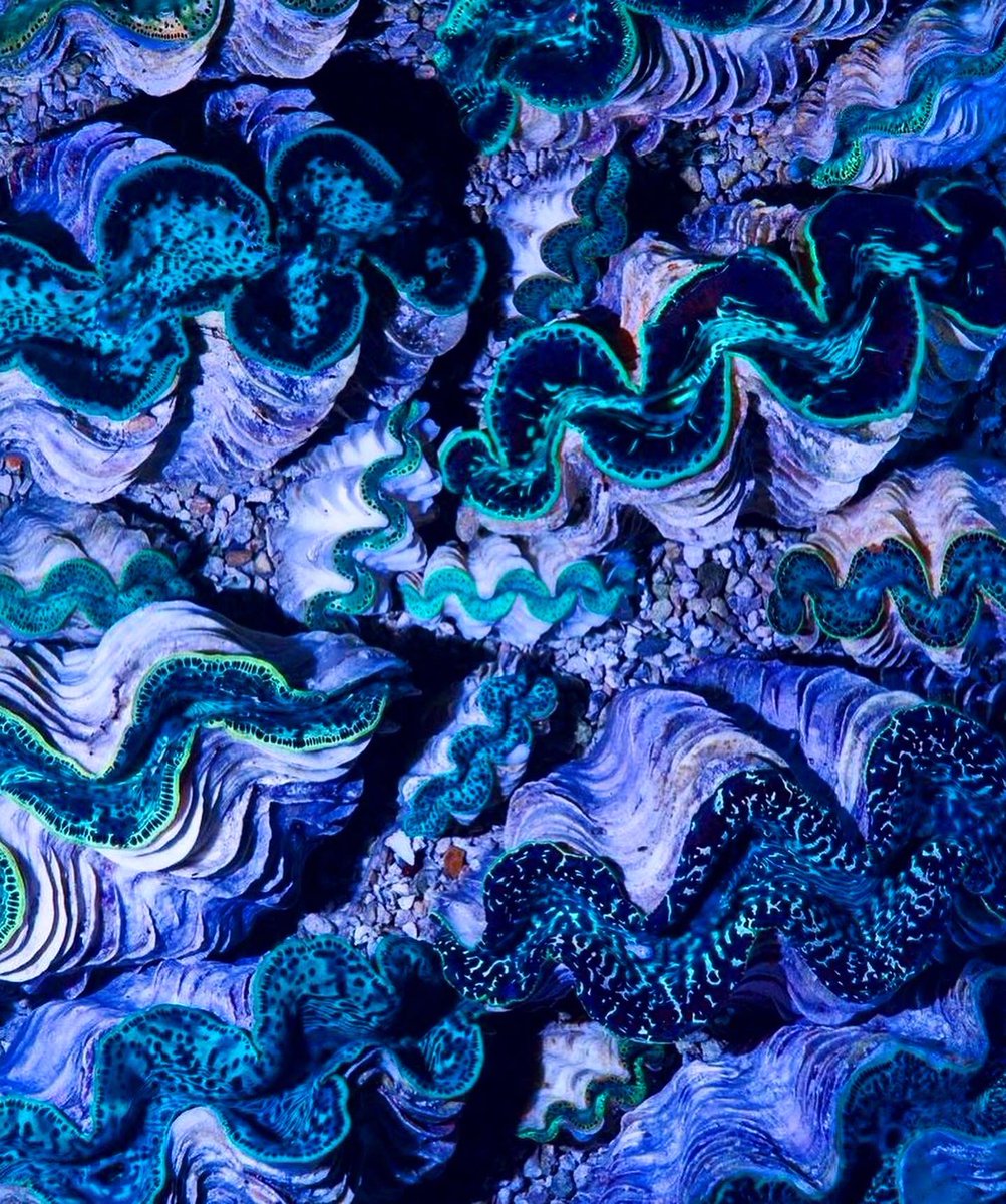 NemoEco's tweet photo. Tridacna maxima ➡️ Leptoseris by @forthysol 🪸 

Stay tuned for an upcoming collaboration! #nemo #coral https://t.co/WqHhMJ9ocX