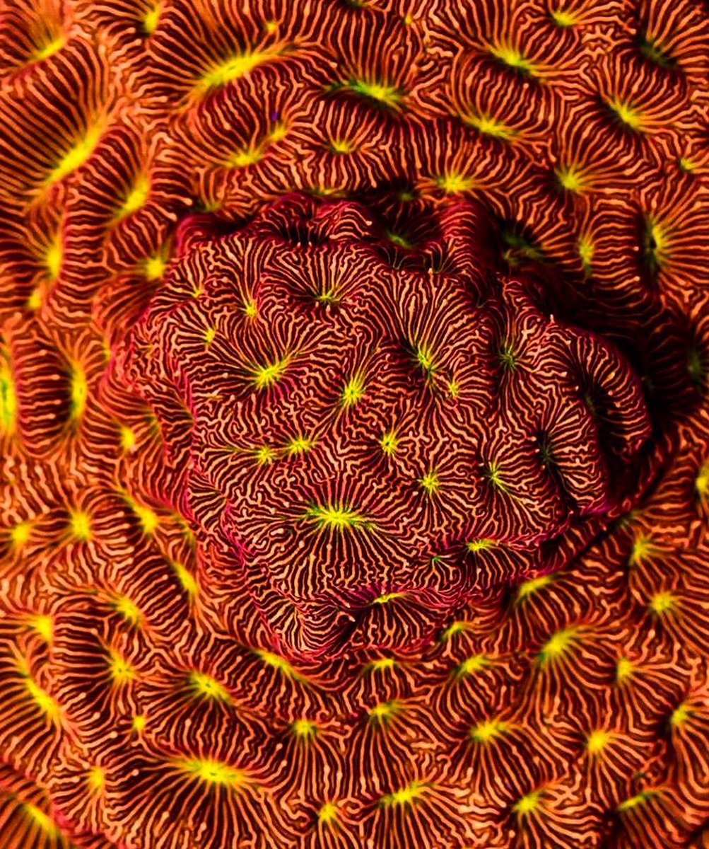 NemoEco's tweet photo. Tridacna maxima ➡️ Leptoseris by @forthysol 🪸 

Stay tuned for an upcoming collaboration! #nemo #coral https://t.co/WqHhMJ9ocX