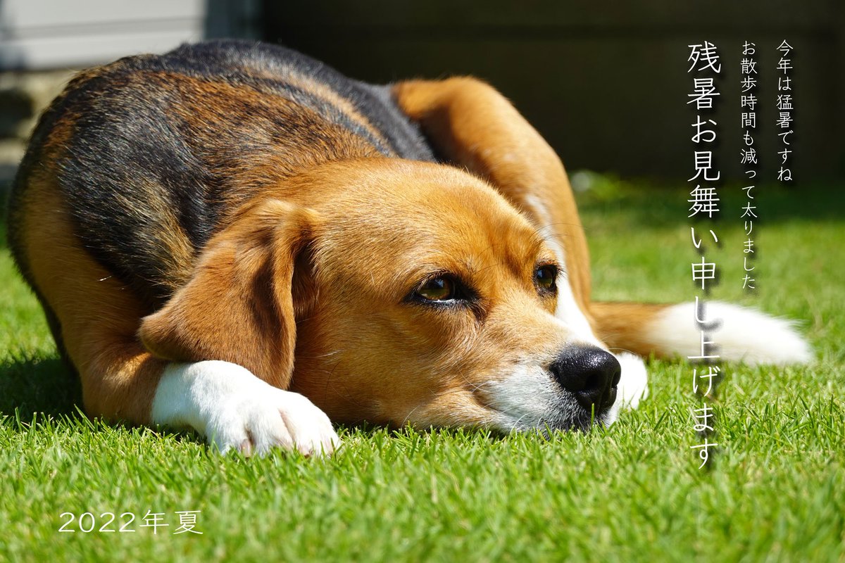 犬描きびよよん Beagles Manga Twitter