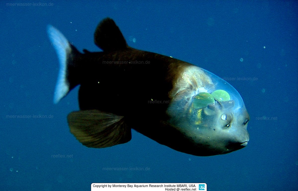 DKArschloch's tweet image. #es müßte sich langsam legen #nextlevven binn für das #selbstexperiment #bereit konntrolirt die #scheisen im #reinraum wir wollen doch kein #üei #erleben. &apos;top die #wette #gilt #professorglas