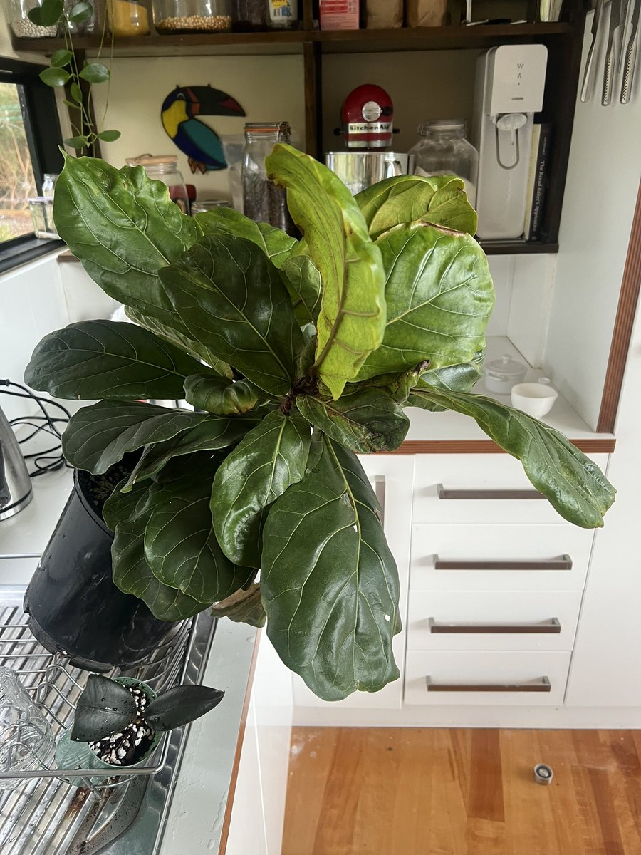 Dr SWIFT PARROT tweet media