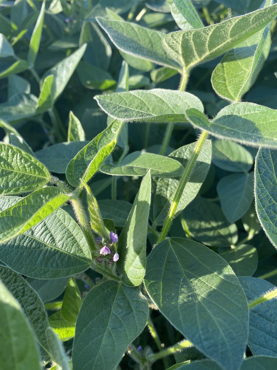 md56137's tweet photo. Still flowering. 😍@LathamSeeds #soybeans #yield22 https://t.co/uEamwR4YEg