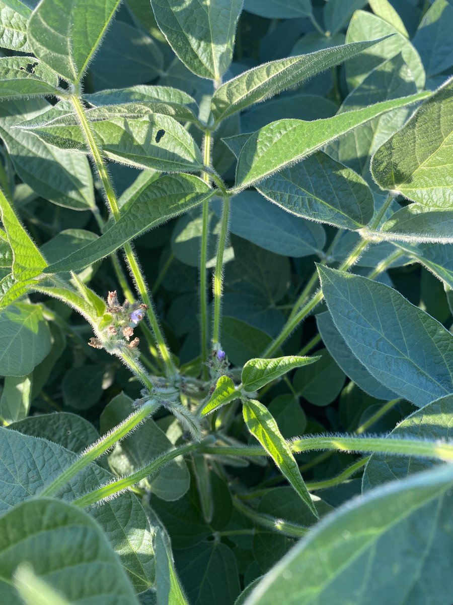 md56137's tweet photo. Still flowering. 😍@LathamSeeds #soybeans #yield22 https://t.co/uEamwR4YEg