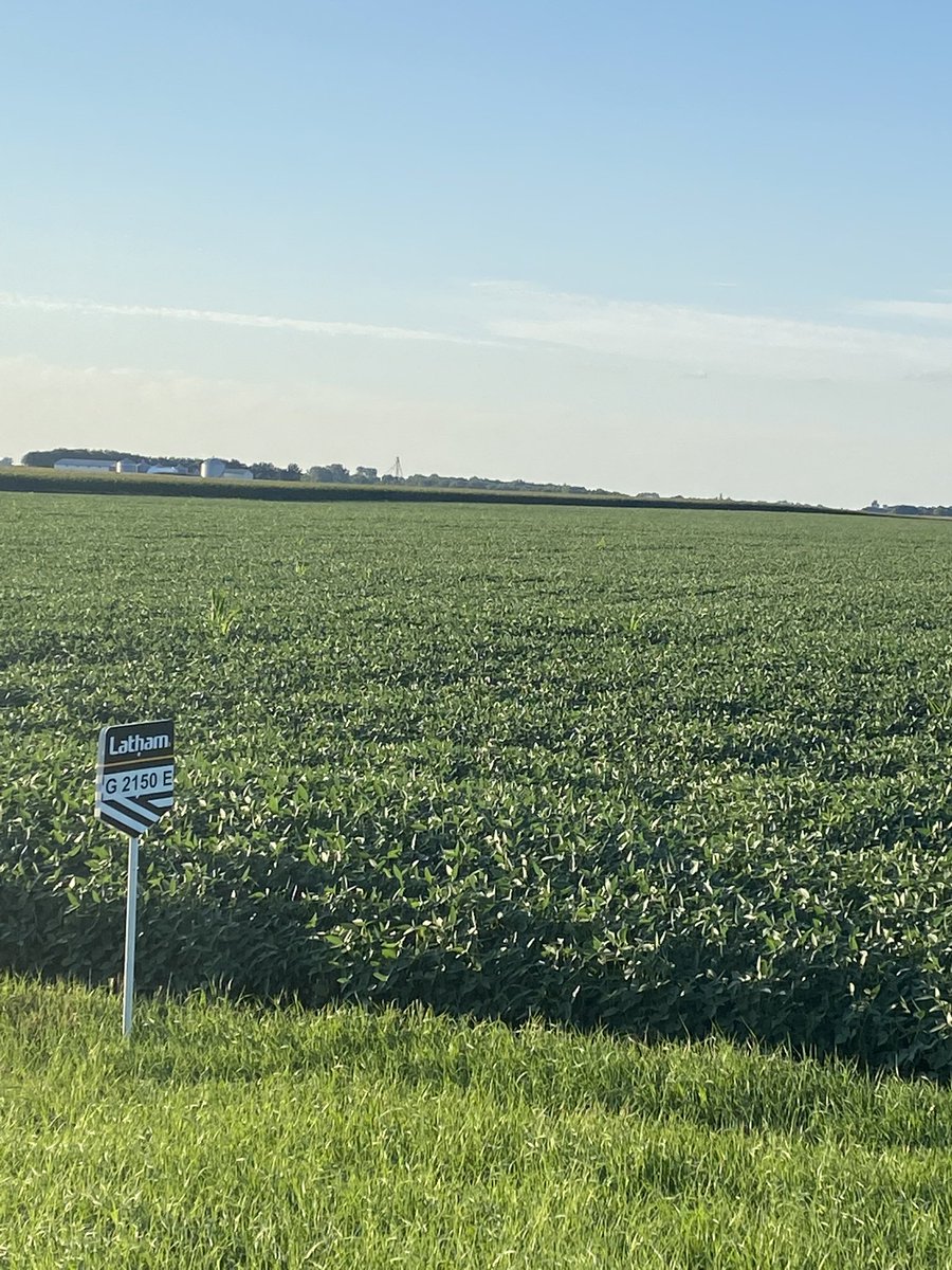md56137's tweet photo. Still flowering. 😍@LathamSeeds #soybeans #yield22 https://t.co/uEamwR4YEg