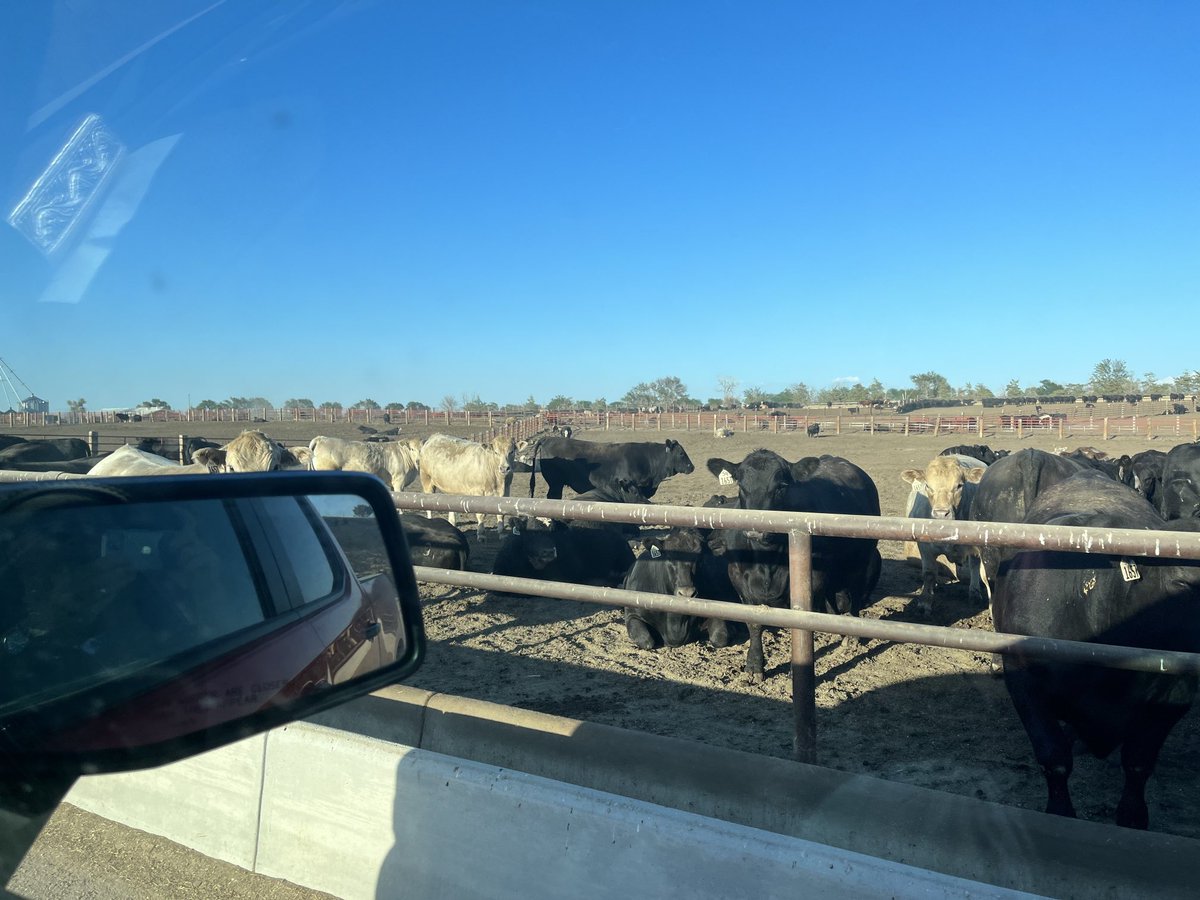 Les Wall tweet media