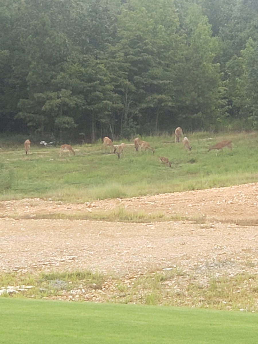 chanelson7's tweet photo. My backyard today! Is it deer season? https://t.co/AUl7kfF7Ms