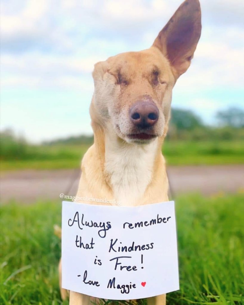 angie_karan's tweet photo. Always remember, kindness is free! 

This is Maggie, a surviver who was shot and left blind, her ear is nearly as big as her heart. She has forgiven us humans and loves everyone she meets 🧡💞 https://t.co/wlzWkmwbWH