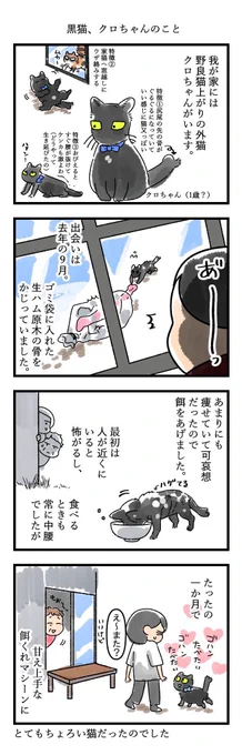 黒猫感謝の日ときいて(?)
我が家の黒猫のお尻の穴(と玉)が酷い目にあった時の話です 