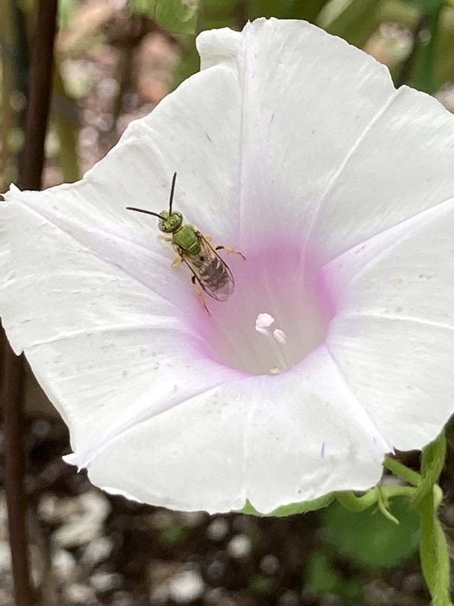 JenniferChristie 🌱 tweet media