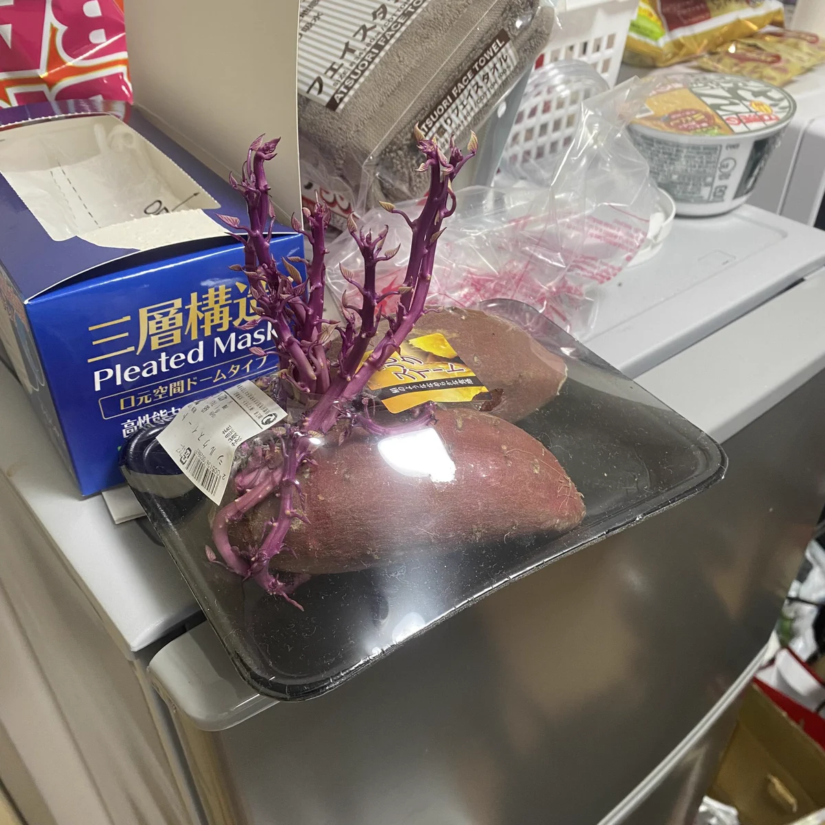 サツマイモを一か月放置したらこうなります！サツマイモの生命力すごｗ