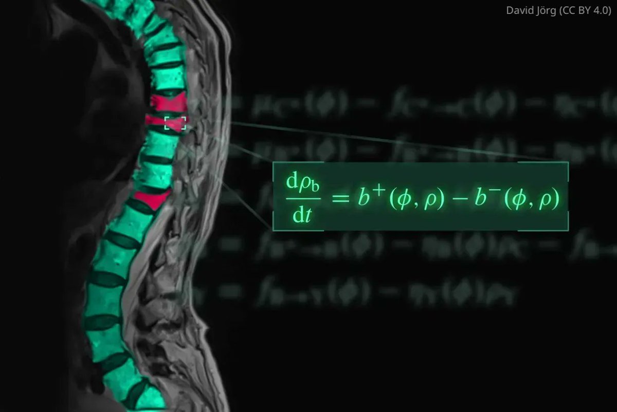 eLife's tweet photo. A mathematical model could help clinicians find the most effective drug combinations to treat postmenopausal bone loss. https://t.co/7LUhZqFdFl https://t.co/80KKqZ9EWV