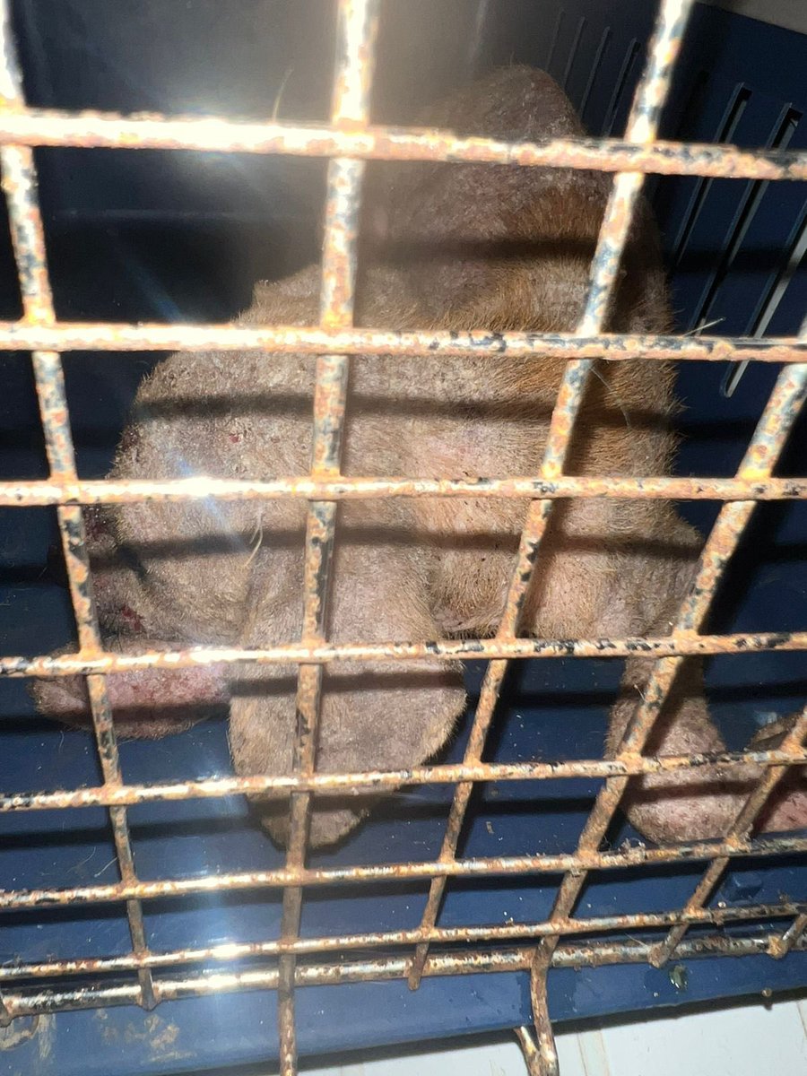 Ya está conmigo. Mañana empezamos el tratamiento 🙏🏾 #OneLove