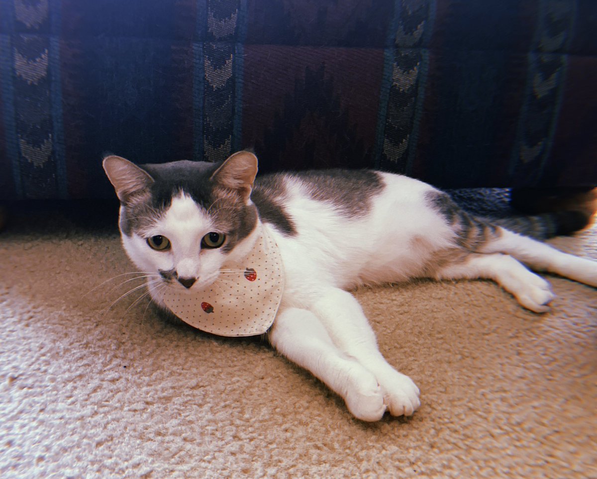 Clarklmc15's tweet photo. @metraux_julia Jones, named after the cat from Alien, is the cat equivalent of your fav wobbly drunk bby that never points his feet in the right direction and chirps instead of meows https://t.co/Oid5FXfseB