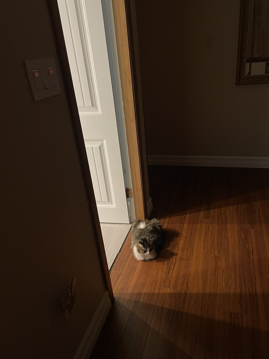 charlithecat_'s tweet photo. Wisdom with Charli #2: if you ever want to bask in the sun, but it’s night time, don’t worry! Any light will do! (this one isn’t as warm tho idk why) https://t.co/nWTNiRD52e