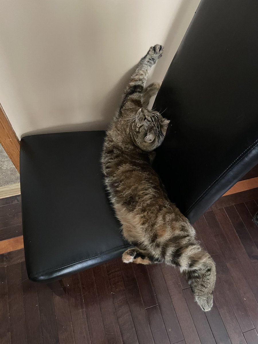 willowthecat_'s tweet photo. bigggggg strrrrrreeeeeeeeech https://t.co/wkMKIniUld