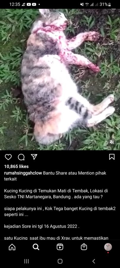 <a href="/nesverland/">Rocky_Ackerman</a> Halo min boleh tolong viralin? Ada penembakan beberapa kucing di lokasi sesko TNI Martanegara, Bandung. Kabarnya ada 5 yg mati. Info lengkap di ig rumah singgah clow. Terimakasih😭😭😭😭