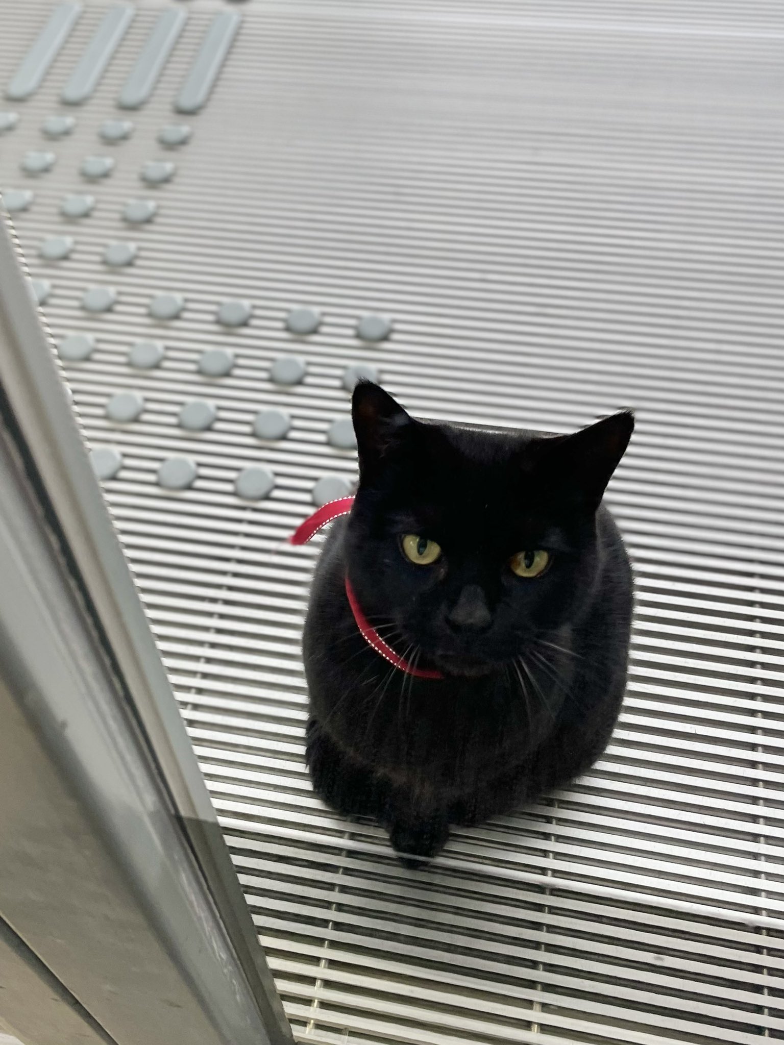 黒猫ちゃん　おめでとう おめでとうメイちゃん(シャーロット） おめでとうジロー君